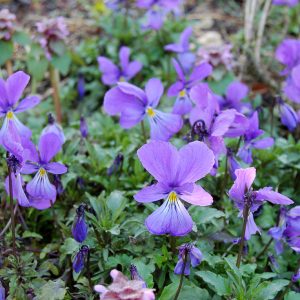 Viola corsica (P9)