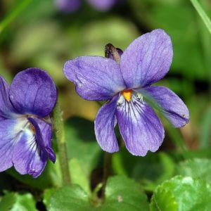 Viola odorata (P9)