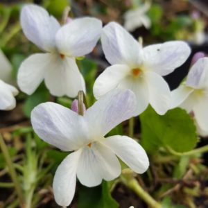 Viola odorata 'Alba' (P9)