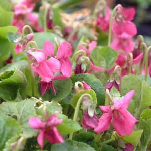 Viola odorata 'Red Charme' (P9)