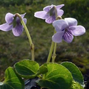 Viola palustris (P9)