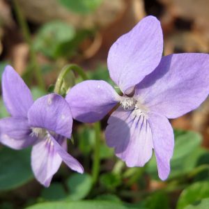 Viola reichenbachiana (P9)