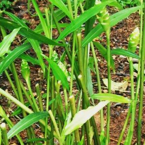 Zingiber officinale (grote plant)